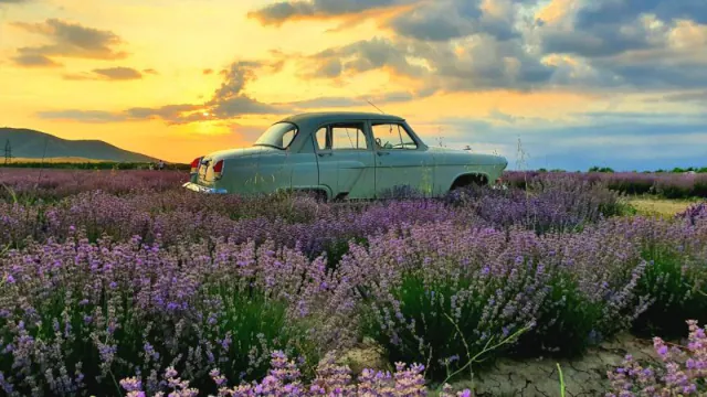Gabala Lavender Fields Tour