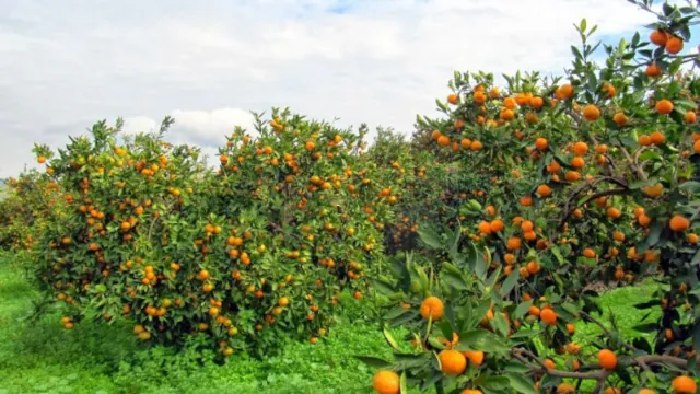 Lankaran Tour – Subtropical Paradise by the Caspian Sea