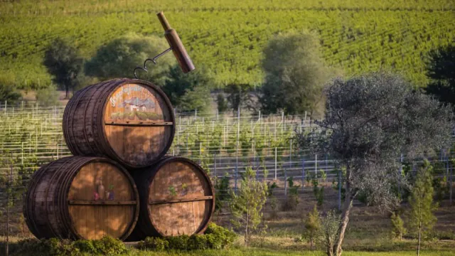 Meysari Organic Winery Tour & Wine Tasting